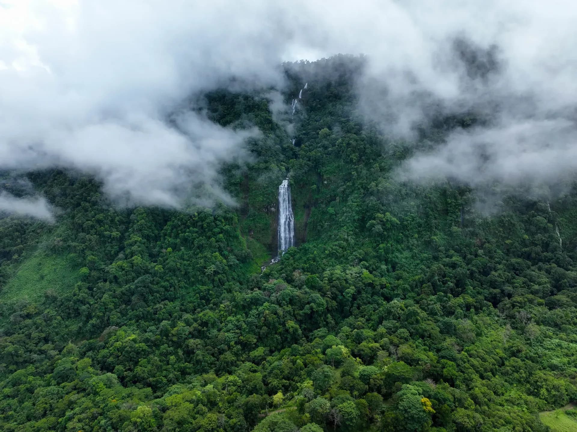 The lush Costa Rica rainforest