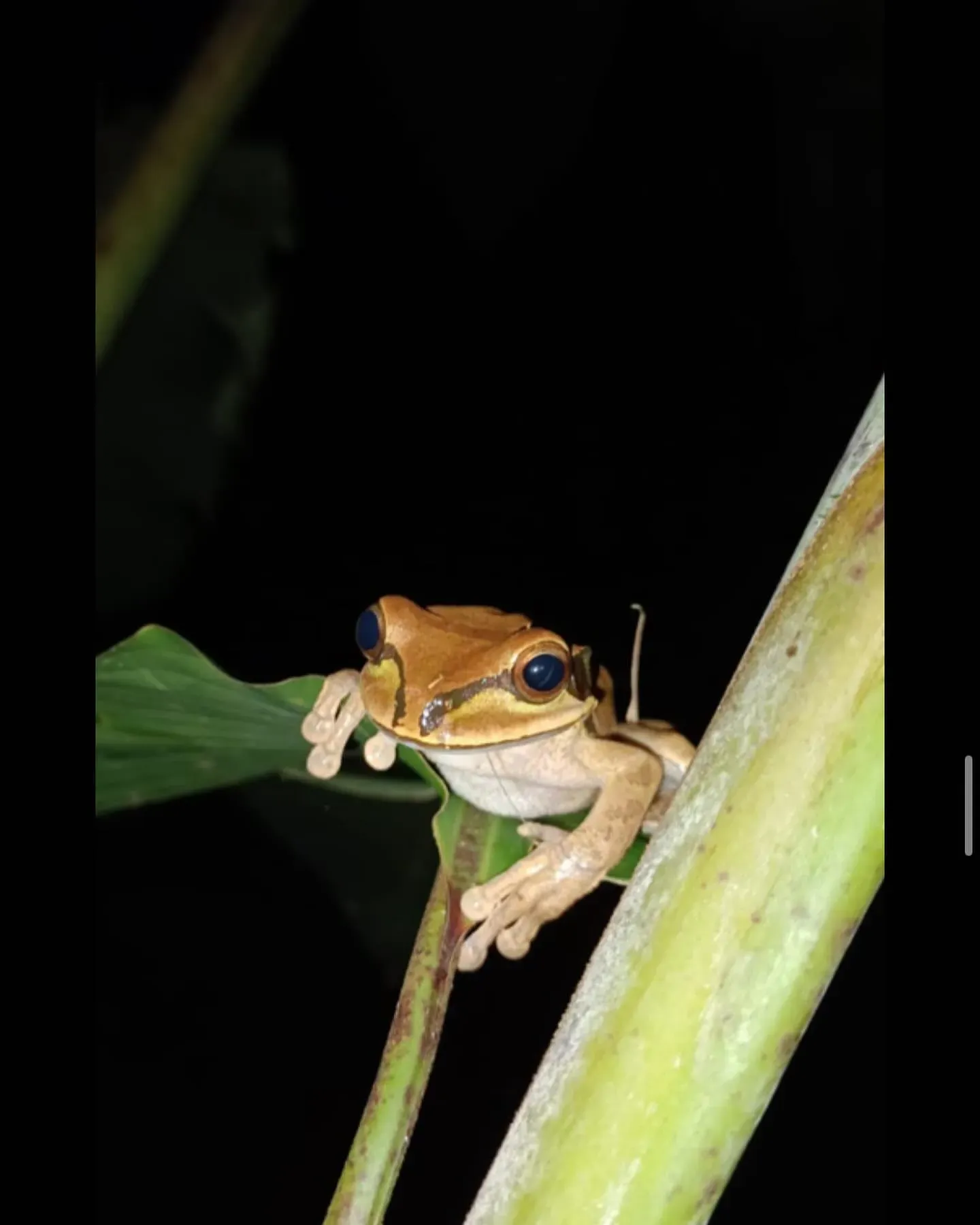 Wildlife in the rainforest canopy