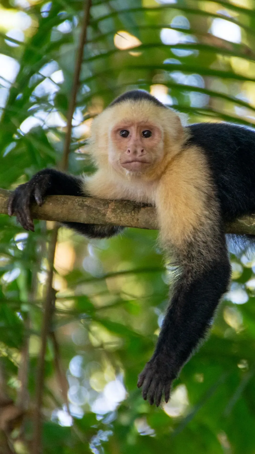 Wildlife in the rainforest canopy