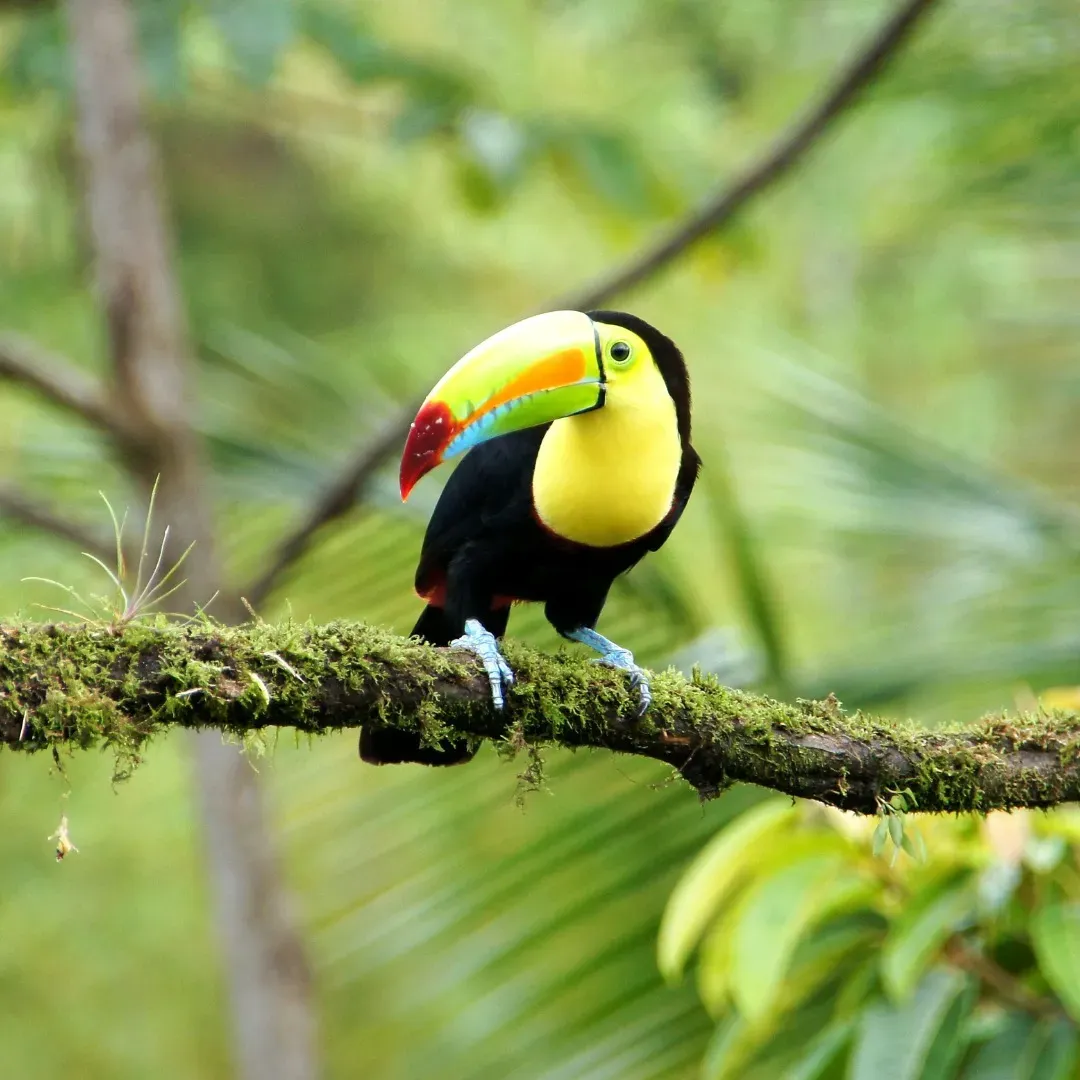 Wildlife in the rainforest canopy